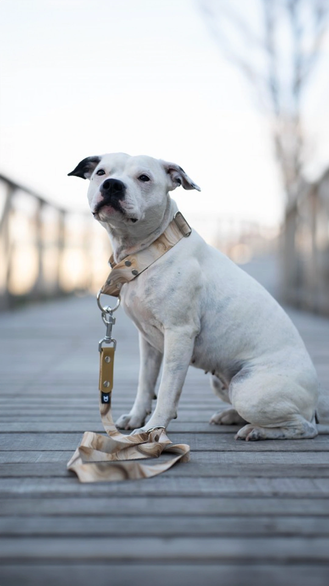 /images/photos/collections/cyl-aurora-1.jpg - CYL 1