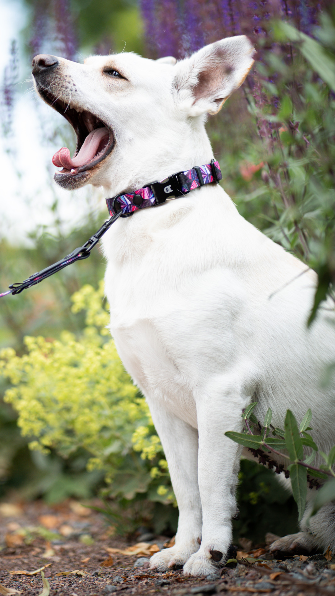 Prajsm Postroj pro psa Collection Prism | Obodog